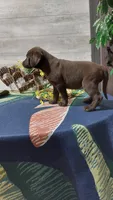 Rusty , a male Labrador Retriever for sale in Grabill, IN – 5 of 8