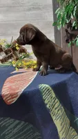 Rusty , a male Labrador Retriever for sale in Grabill, IN – 2 of 8