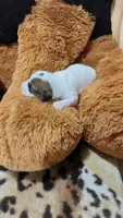 Pearls , a female Jack Russell Terrier for sale in Grabill, IN – 5 of 10
