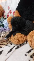 Dandelion, a female Bernese Mountain Dog for sale in Grabill, IN – 2 of 7