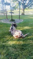 Zoomie, a male Australian Labradoodle for sale in Grabill, IN – 2 of 8