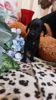 Winnie the Pooh, a female Miniature Pinscher for sale in Grabill, IN – 2 of 9
