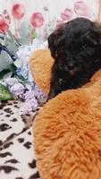 Pepper , a female Bernese Mountain Dog and Miniature Goldendoodle for sale in Grabill, IN – 2 of 9