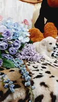 Zoey , a female Goldendoodle and English Cream Golden Retriever for sale in Grabill, IN – 8 of 10