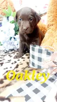 Oakley , a female Labrador Retriever for sale in Grabill, IN – 5 of 10