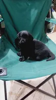 Bee, a female Labrador Retriever for sale in Grabill, IN – 6 of 9