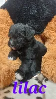 Lilac, a female Bernese Mountain Dog and Miniature Goldendoodle for sale in Grabill, IN – 9 of 10