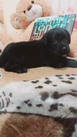 Bee, a female Labrador Retriever for sale in Grabill, IN – 8 of 9