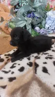 Alfredo, a male Miniature Pinscher for sale in Grabill, IN – 9 of 10