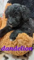 Lilac, a female Bernese Mountain Dog and Miniature Goldendoodle for sale in Grabill, IN – 5 of 10