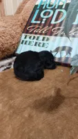 Jasper , a male Miniature Pinscher for sale in Grabill, IN – 3 of 8