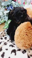 Pepper , a female Bernese Mountain Dog and Miniature Goldendoodle for sale in Grabill, IN – 7 of 9