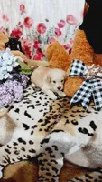 Gunner , a male English Cream Golden Retriever for sale in Grabill, IN – 3 of 10
