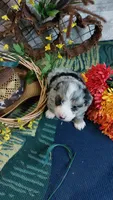 Bailey , a female Australian Shepherd and Miniature Bernedoodle for sale in Grabill, IN – 2 of 10