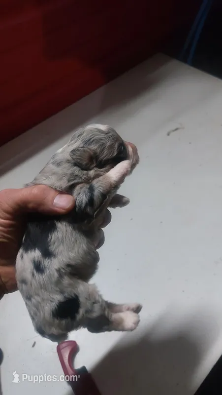 Bailey  – Australian Shepherd, Miniature Bernedoodle puppy for sale in Grabill, IN