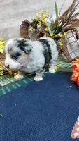 Bailey , a female Australian Shepherd and Miniature Bernedoodle for sale in Grabill, IN – 3 of 10
