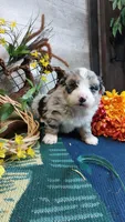 Bailey , a female Australian Shepherd and Miniature Bernedoodle for sale in Grabill, IN – 5 of 10