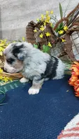 Bailey , a female Australian Shepherd and Miniature Bernedoodle for sale in Grabill, IN – 4 of 10