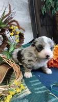 Bailey , a female Australian Shepherd and Miniature Bernedoodle for sale in Grabill, IN – 6 of 10