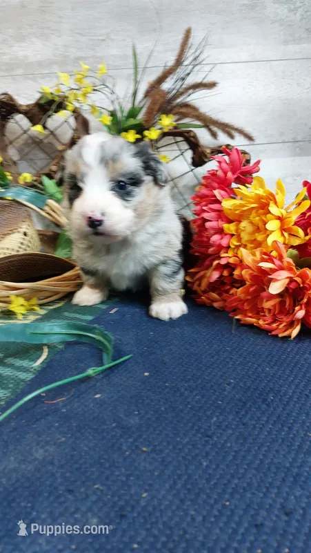 Bailey  – Australian Shepherd, Miniature Bernedoodle puppy for sale in Grabill, IN