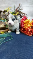 Bailey , a female Australian Shepherd and Miniature Bernedoodle for sale in Grabill, IN – 1 of 10