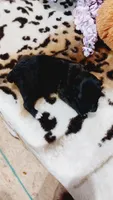 Bailey , a female Jack Russell Terrier for sale in Grabill, IN – 6 of 8