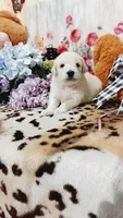 Zoey , a female Goldendoodle and English Cream Golden Retriever for sale in Grabill, IN – 7 of 10