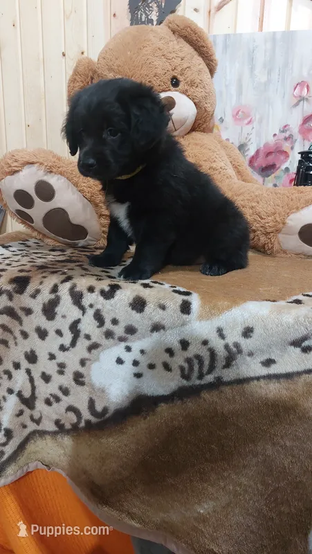 Rex – Australian Labradoodle puppy for sale in Grabill, IN