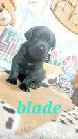 Blade , a male Labrador Retriever for sale in Grabill, IN – 2 of 8