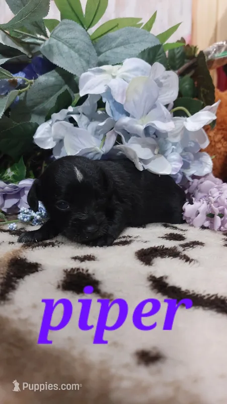Piper  – Miniature Pinscher puppy for sale in Grabill, IN