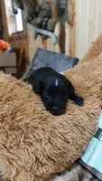Piper , a female Miniature Pinscher for sale in Grabill, IN – 6 of 10
