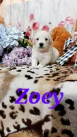 Zoey , a female Goldendoodle and English Cream Golden Retriever for sale in Grabill, IN – 3 of 10