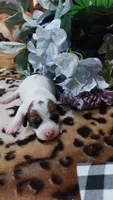 Pearls , a female Jack Russell Terrier for sale in Grabill, IN – 6 of 10