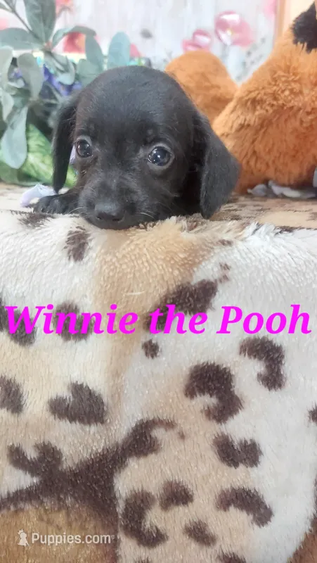 Winnie the Pooh – Miniature Pinscher puppy for sale in Grabill, IN