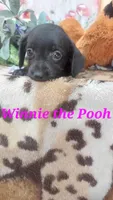 Winnie the Pooh, a female Miniature Pinscher for sale in Grabill, IN – 1 of 9