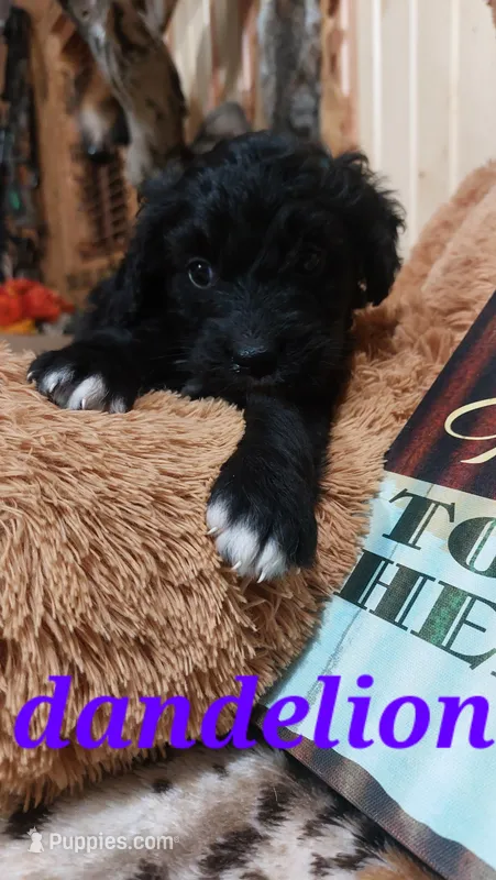 Dandelion – Bernese Mountain Dog puppy for sale in Grabill, IN