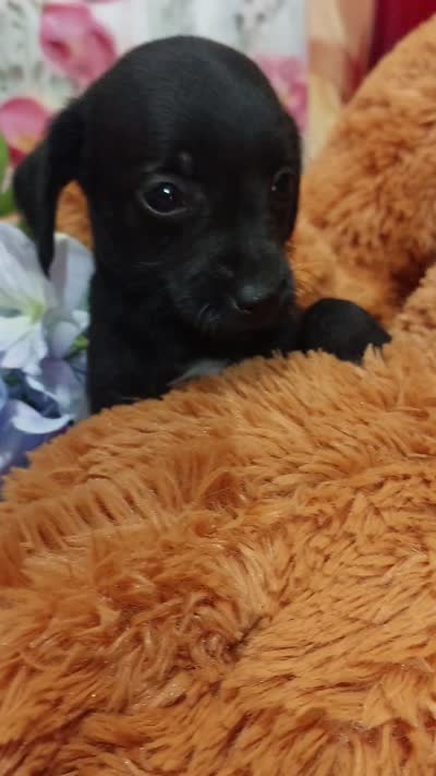 Winnie the Pooh, a female Miniature Pinscher for sale in Grabill, IN – 9 of 9