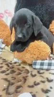 Old dan, a male Labrador Retriever for sale in Grabill, IN – 2 of 9