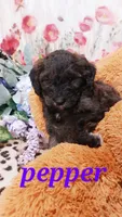 Pepper , a female Bernese Mountain Dog and Miniature Goldendoodle for sale in Grabill, IN – 9 of 9