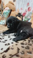 Blade , a male Labrador Retriever for sale in Grabill, IN – 5 of 8