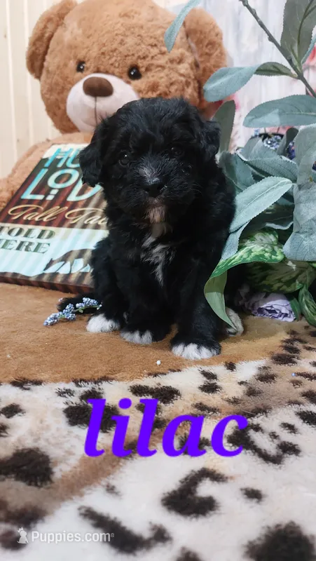 Lilac – Bernese Mountain Dog, Miniature Goldendoodle puppy for sale in Grabill, IN