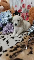 Zoey , a female Goldendoodle and English Cream Golden Retriever for sale in Grabill, IN – 2 of 10
