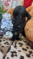 Winnie the Pooh, a female Miniature Pinscher for sale in Grabill, IN – 3 of 9