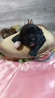Jasper , a male Golden Retriever and Labrador Retriever for sale in Grabill, IN – 5 of 8
