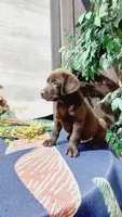Rusty , a male Labrador Retriever for sale in Grabill, IN – 8 of 8
