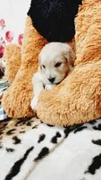 Gunner , a male English Cream Golden Retriever for sale in Grabill, IN – 2 of 10