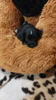 Piper , a female Miniature Pinscher for sale in Grabill, IN – 4 of 10
