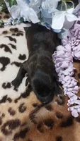 Bailey , a female Jack Russell Terrier for sale in Grabill, IN – 4 of 8