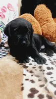 Blade , a male Labrador Retriever for sale in Grabill, IN – 7 of 8