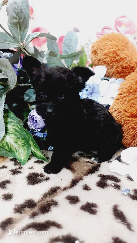 Princess  – Miniature Pinscher, Poodle - Toy  puppy for sale in Grabill, IN